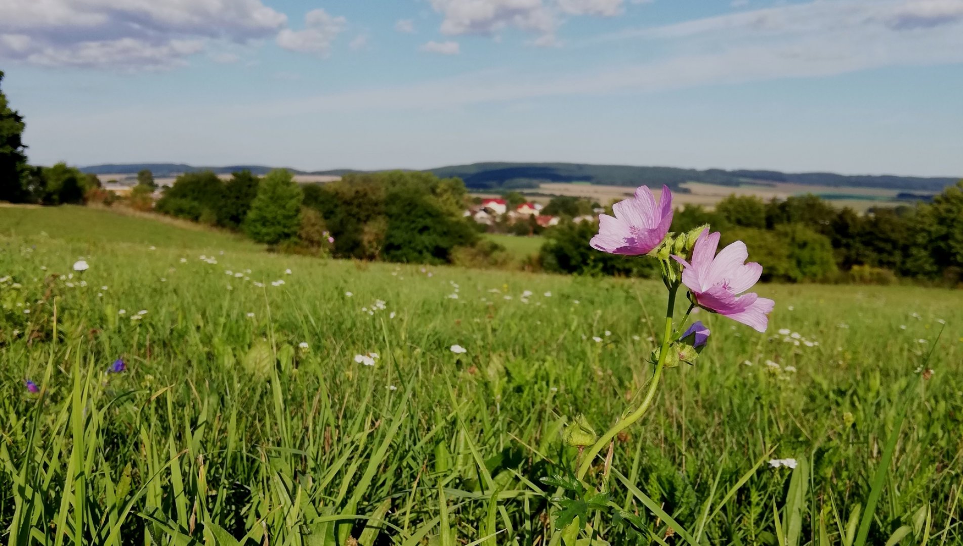 Měnič obrázků - fotografie